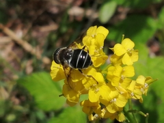 Eristalis obscura