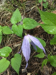 Clematis occidentalis