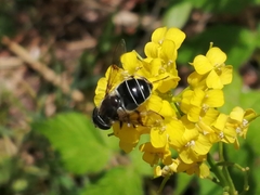 Eristalis obscura