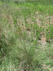 Eragrostis curtipedicellata