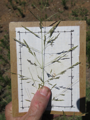 Eragrostis curtipedicellata
