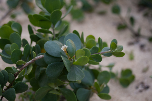 Scaevola coriacea