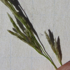 Eragrostis curtipedicellata