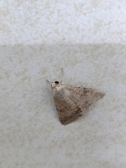 Pandesma