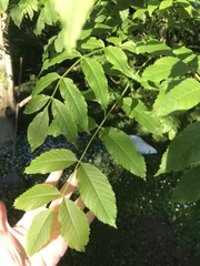 Fraxinus excelsior