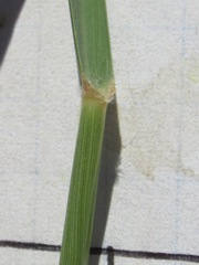 Eragrostis curtipedicellata