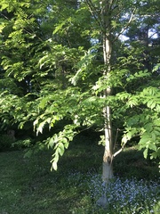 Fraxinus excelsior