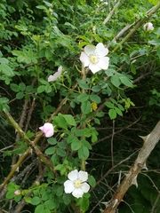 Rosa canina