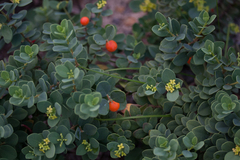 Wikstroemia uva-ursi