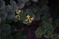 Wikstroemia uva-ursi