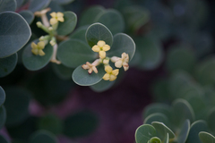 Wikstroemia uva-ursi
