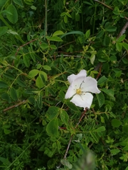 Rosa canina