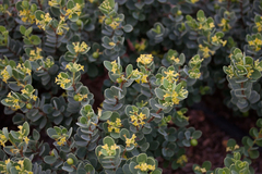 Wikstroemia uva-ursi