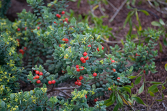 Wikstroemia uva-ursi