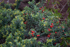 Wikstroemia uva-ursi