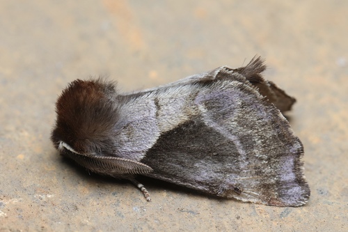 Gonoclostera timoniorum