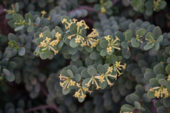 Wikstroemia uva-ursi