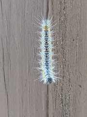 Acronicta tota