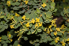 Wikstroemia uva-ursi