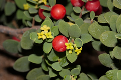 Wikstroemia uva-ursi