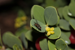 Wikstroemia uva-ursi