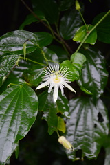 Passiflora capsularis