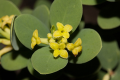 Wikstroemia uva-ursi