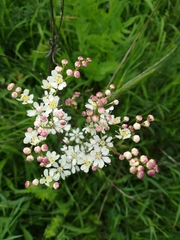 Filipendula vulgaris