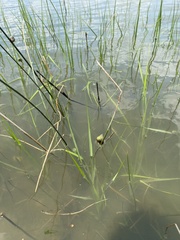 Sporobolus alterniflorus