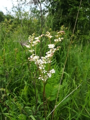 Filipendula vulgaris