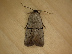 Sympistis greyi