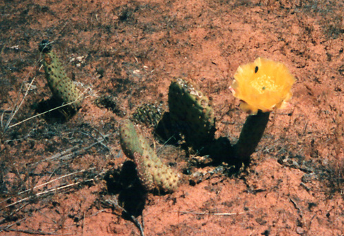 Golden Pricklypear