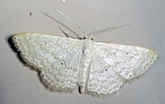 Scopula benitaria