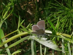 Glaucopsyche lygdamus image