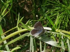 Glaucopsyche lygdamus image