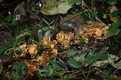 Podoscypha petalodes