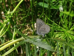 Glaucopsyche lygdamus image