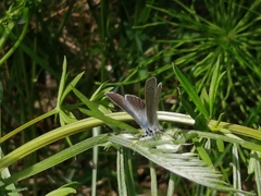 Glaucopsyche lygdamus image