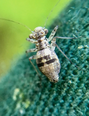 Mesopsocus