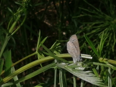 Glaucopsyche lygdamus image