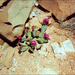 Opuntia basilaris longiareolata - Photo (c) Tony Frates, algunos derechos reservados (CC BY-NC-SA)