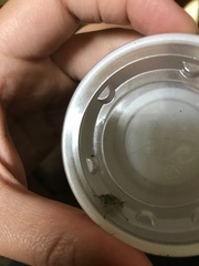 Odontomyia cincta