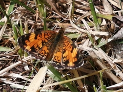 Phyciodes tharos image