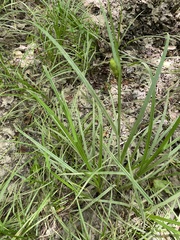 Carex squarrosa
