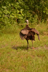 Meleagris gallopavo osceola