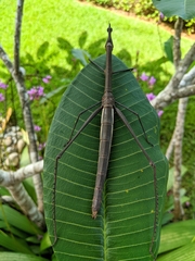 Proscopioidea