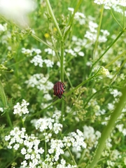 Graphosoma italicum italicum