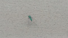 Condylostylus comatus