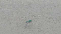 Condylostylus comatus