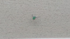 Condylostylus comatus